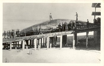 Postcard of Finback Whale