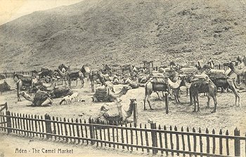 Aden - The Camel Market