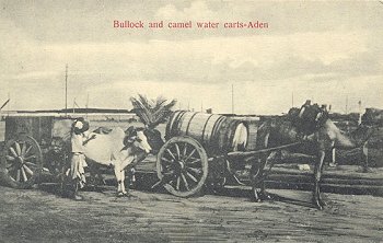 Bullock and camel water carts - Aden