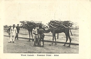 Wood Camels - Steamer Point - Aden