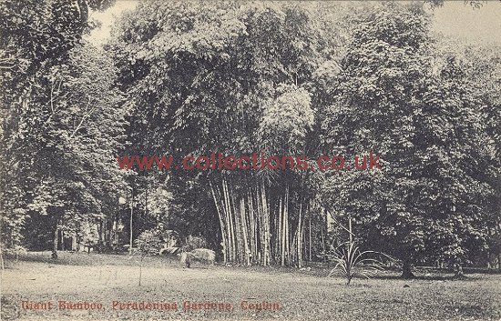 Giant Bamboo, Peradeniya Gardens, Ceylon.