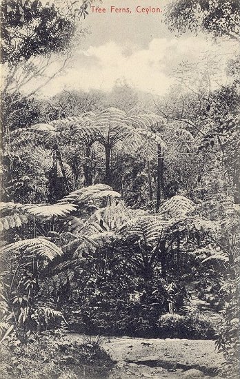 Tree Ferns, Ceylon.