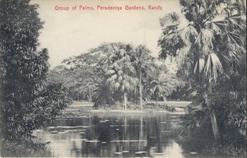 Group of Palms, Peradeniya Gardens, Kandy.
