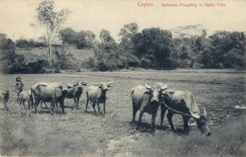 Ceylon Buffaloes Ploughing in Paddy Field.