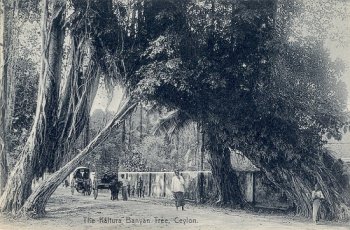 The Kaltura Banyan Tree, Ceylon.