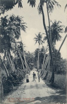 "A Bye Path" Between the Cocoanut Palms, Colombo.