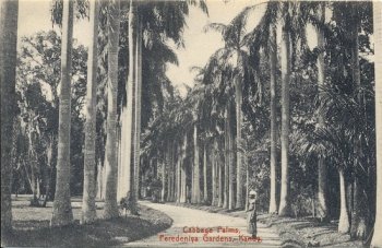 Cabbage Palms, Peredeniya Gardens, Kandy