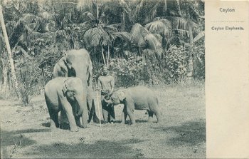 Ceylon Elephants.