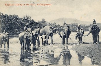 Elephants bathing in the River, at Kadugastotta