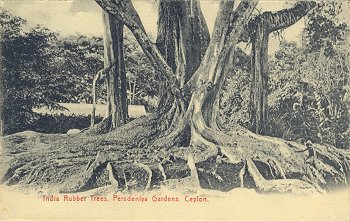 India Rubber trees, Peradeniya Gardens, Ceylon.