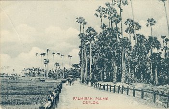Palmirah Palms, Ceylon.