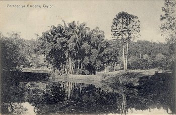 Peredeniya Gardens, Ceylon.