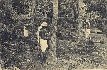 Tapping rubber Trees, Ceylon.