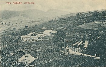 Tea Estate, Ceylon.