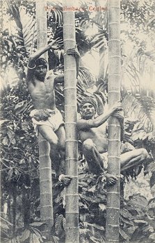 Tree climbers, Ceylon.