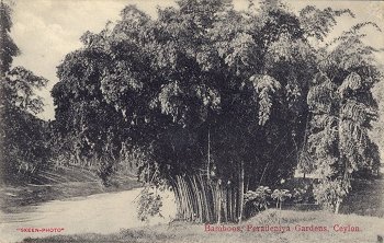 Bamboos, Peradeniya Gardens, Ceylon.