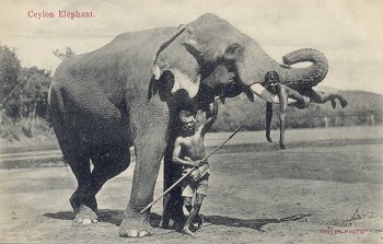 Ceylon Elephant