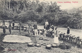 Cocoa washing, Ceylon.