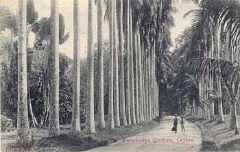 Peredeniya gardens, Ceylon.