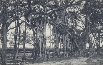 08 48816 - Banyan tree, Ceylon.