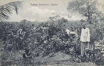 08 48817 - Cutting Cinnamon, Ceylon.