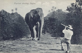 08 48823 - Elephant shooting, Ceylon.