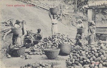 Cocoa gathering (Ceylon)