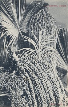Palm flowers, Ceylon
