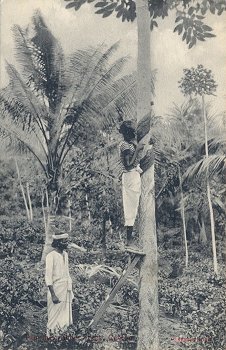Tapping Rubber Trees, Ceylon.