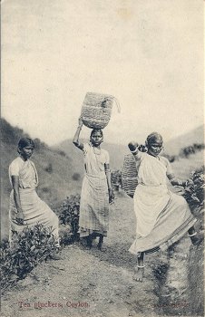 Tea Pluckers, Ceylon.