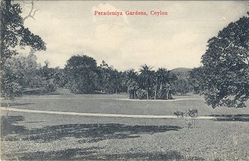 Peradeniya Gardens, Ceylon.