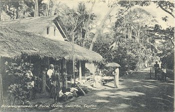 13 - Boralesgamuwa: A Rural Scene, Colombo, Ceylon