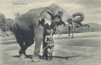 40 - Ceylon Elephant