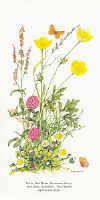 Daisy, Red Clover, Buttercup, Sorrel, Rye Grass, Butterflies - Small Heath