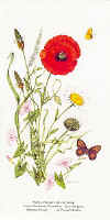 Poppy, Plantain, Ox-eye Daisy, Lesser Bindweed, Butterflies- Small Skipper, Meadow Brown