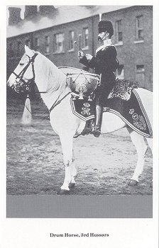 Drum horse, 3rd Hussars