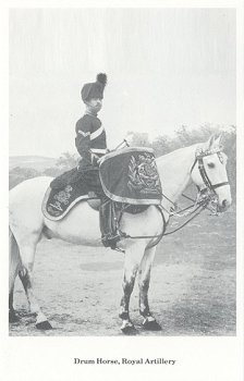 Drum Horse, Royal Artillery
