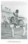 Drum Horse, Royal Scots Greys