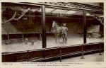 H.R.H. the Prince of Wales in Butter in the Canadian Pavilion. The British Empire Exhibition, Wembley